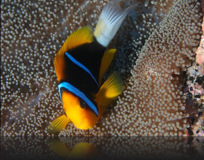 Amphiprion chrysopterus