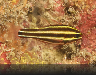 Apogon nigrofasciatus