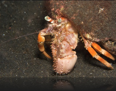 Left-handed hermit crabs