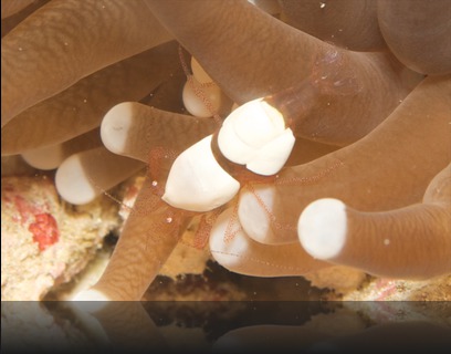 Hamopontonia corallicola