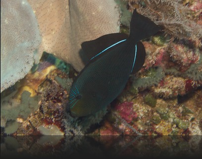 Melichthys niger