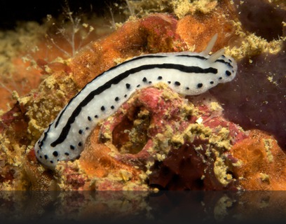 Phyllidiopsis phiphiensis