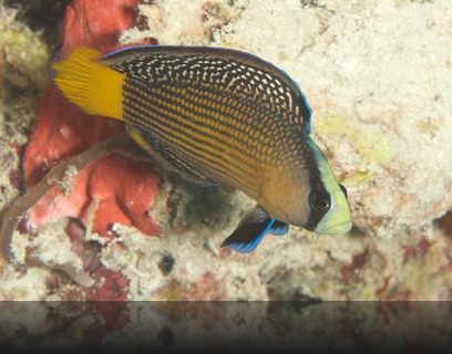 Pseudochromis splendens