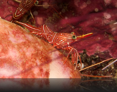 Hinge-beak shrimp