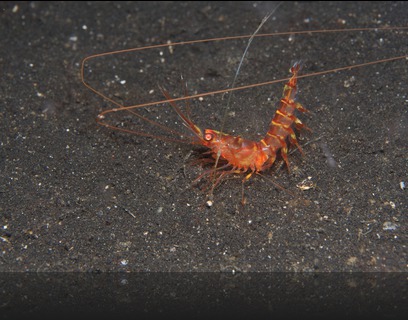 Solencerid shrimp