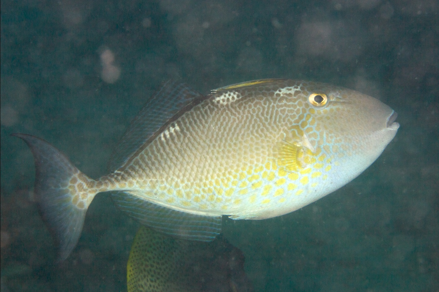 Starry triggerfish