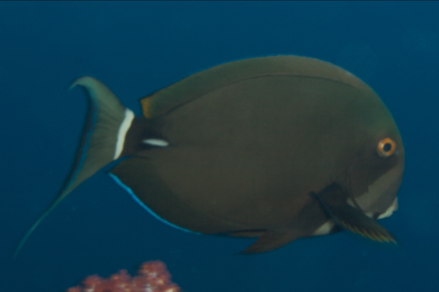 Pale-lipped surgeonfish