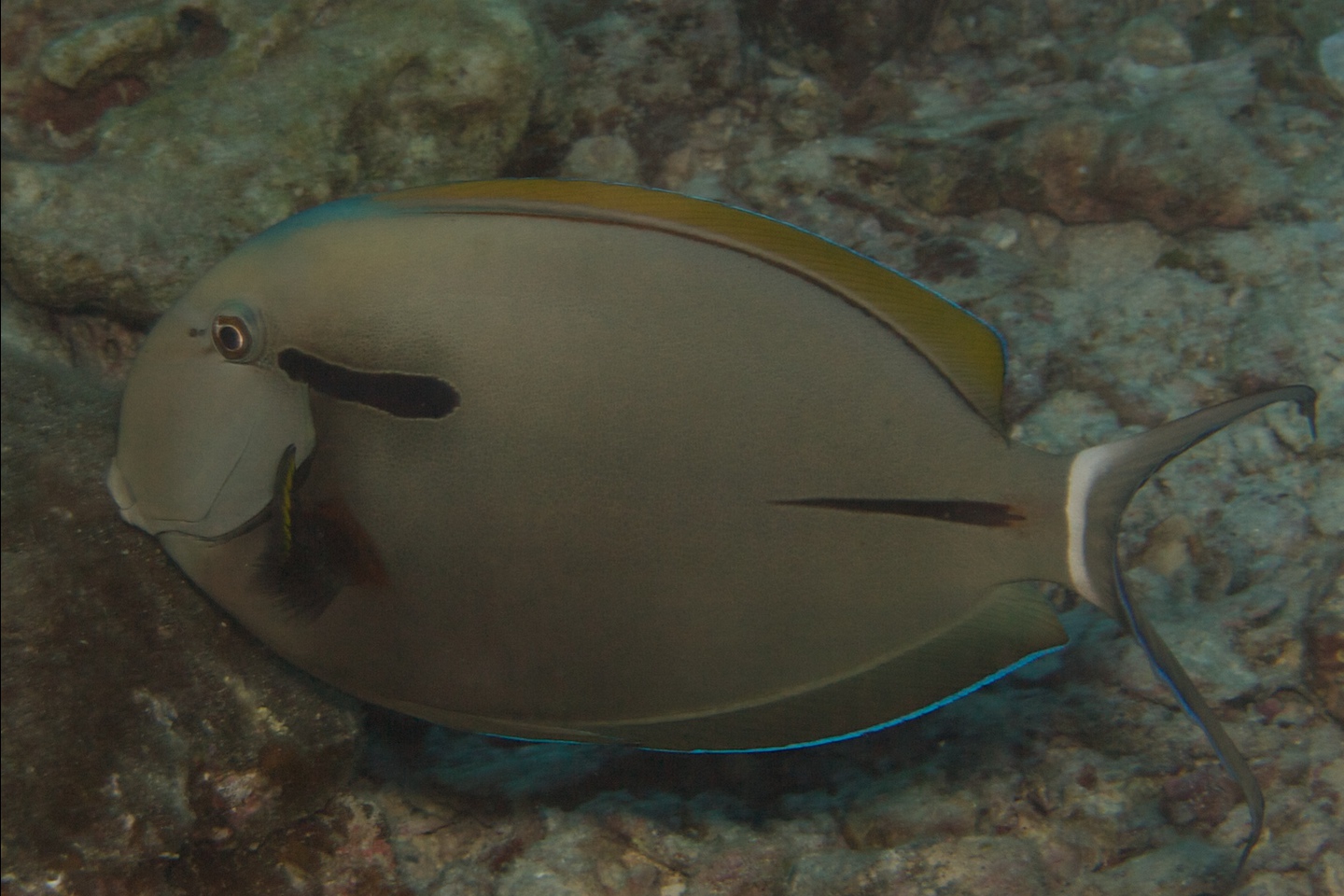 Epaulette surgeonfish