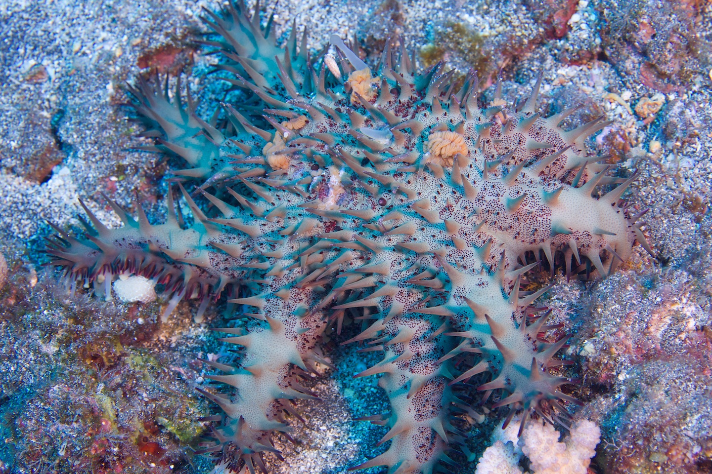 Crown-of-thorns sea star