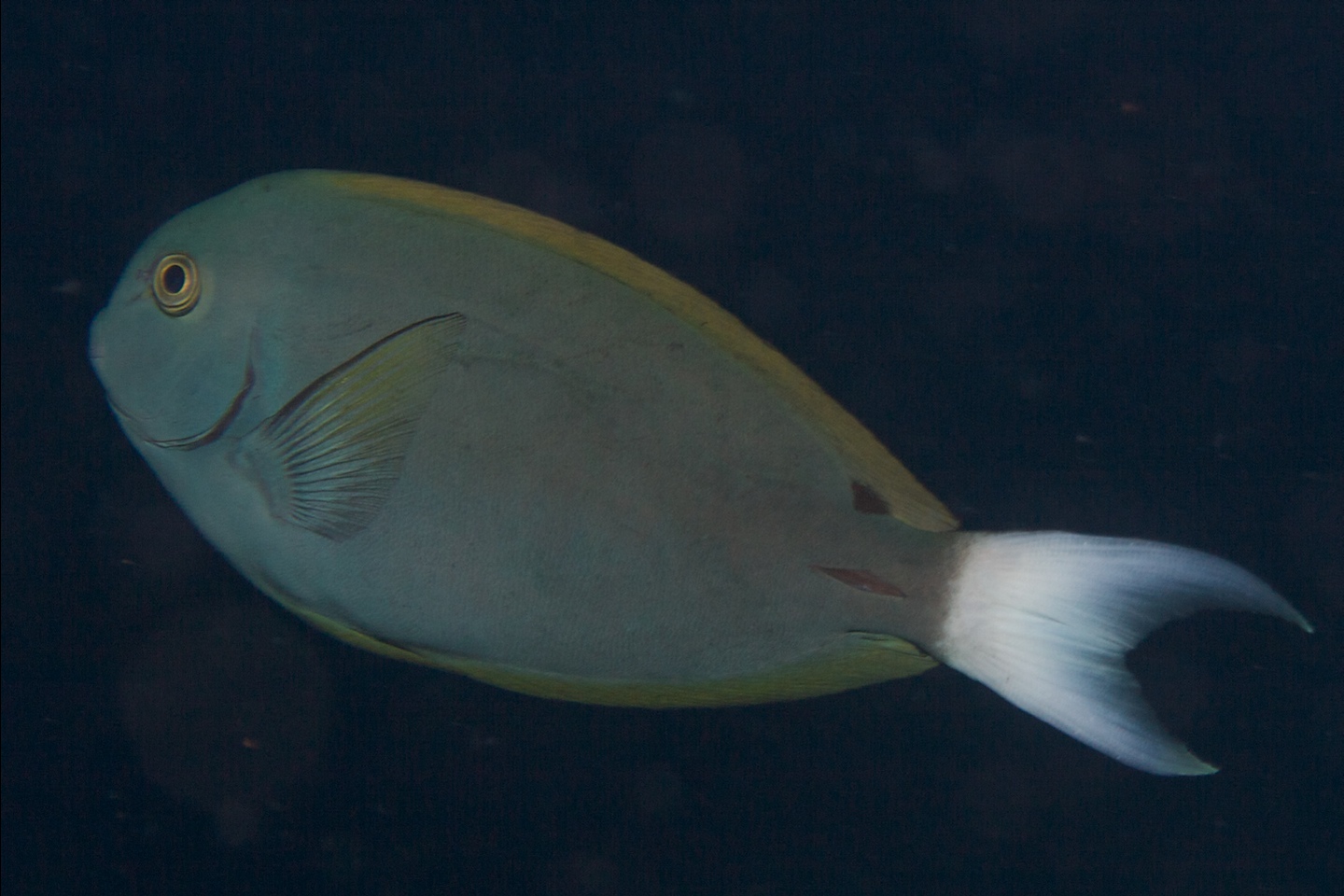 Whitetail surgeonfish
