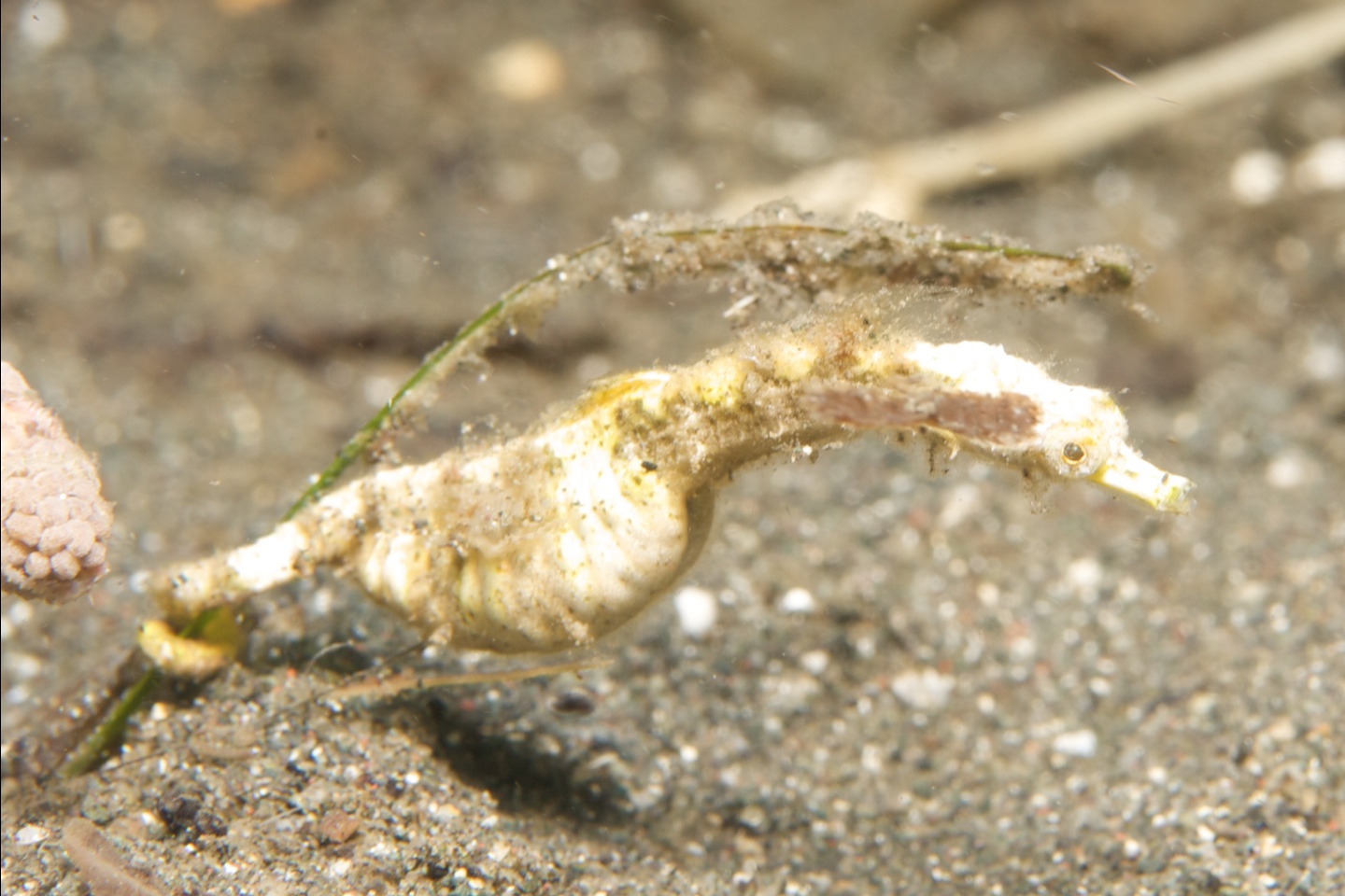 Shortpouch pygmy seahorse