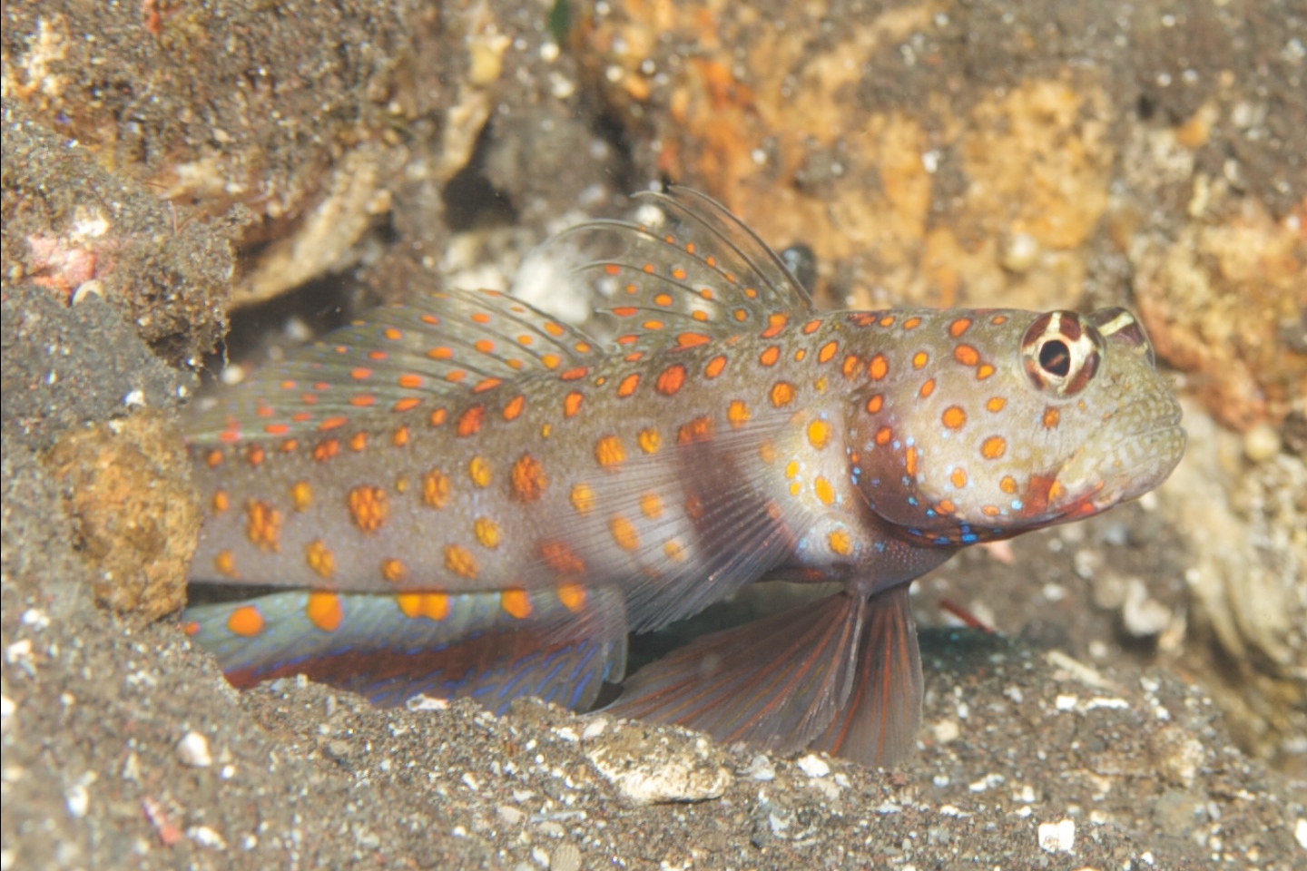 Spotted shrimpgoby