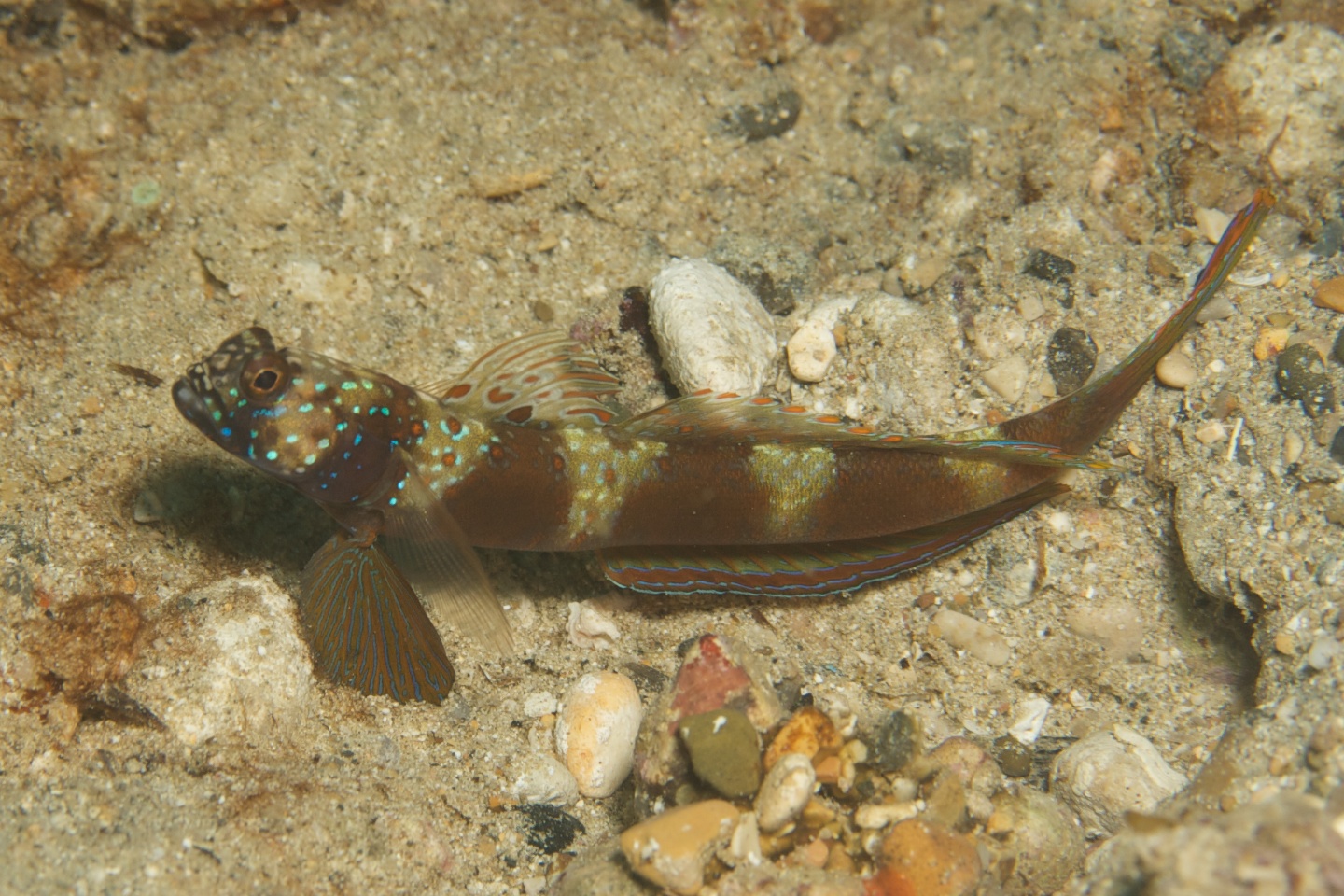 Wide-barred shrimpgoby