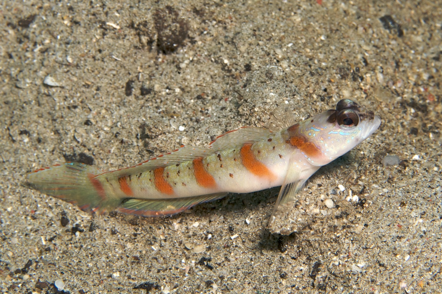 Red-margin shrimpgoby