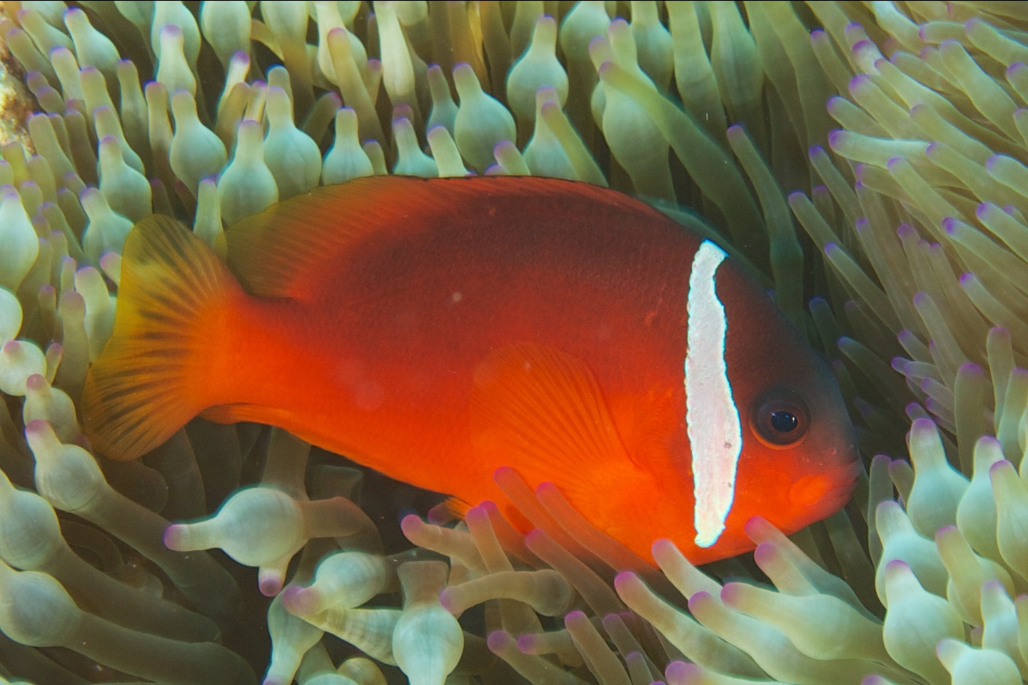 Fiji anemonefish