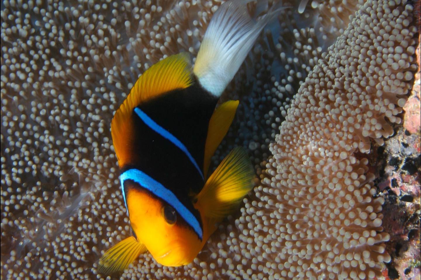 Orangefin anemonefish