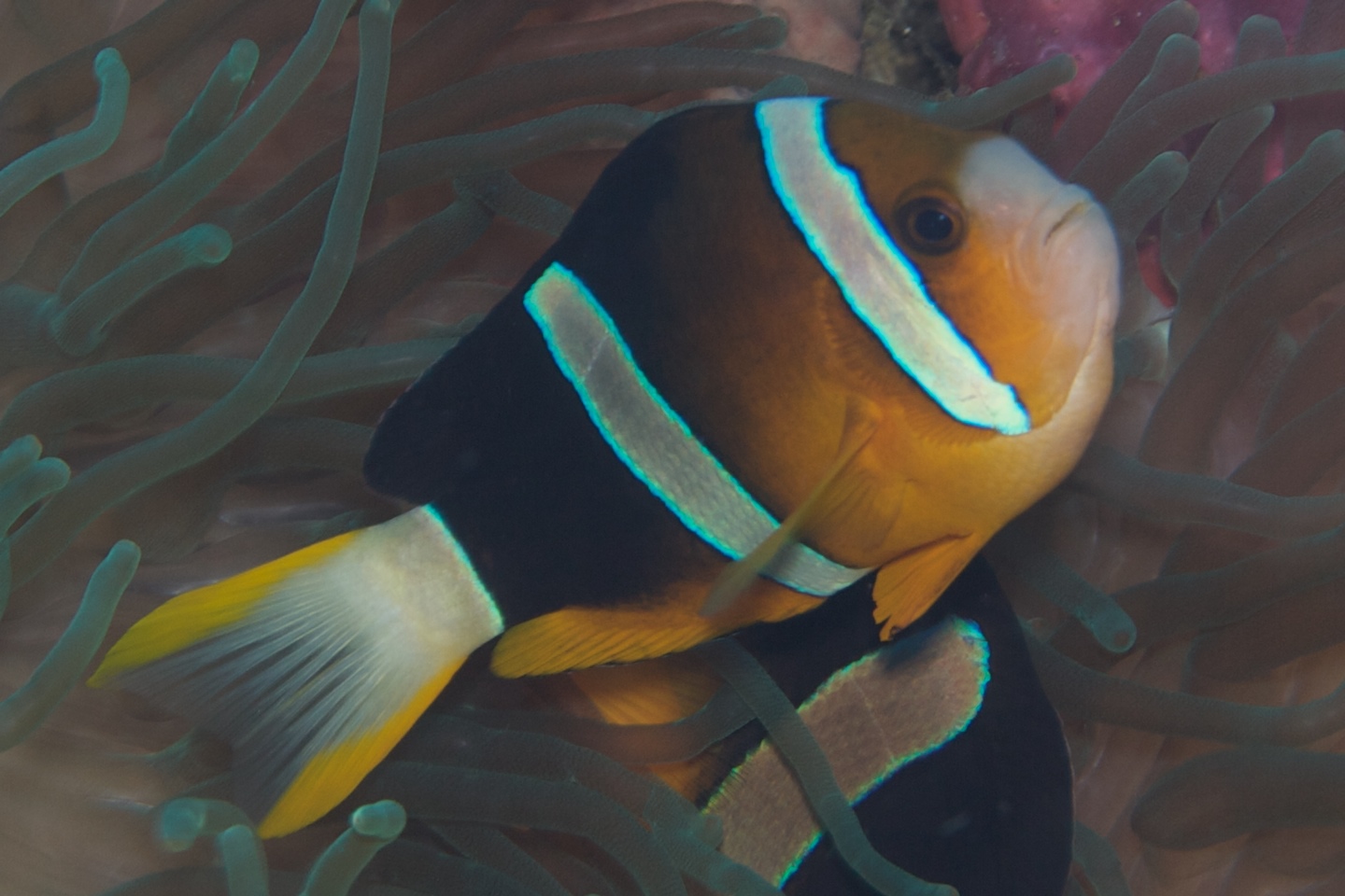 Yellowtail anemonefish