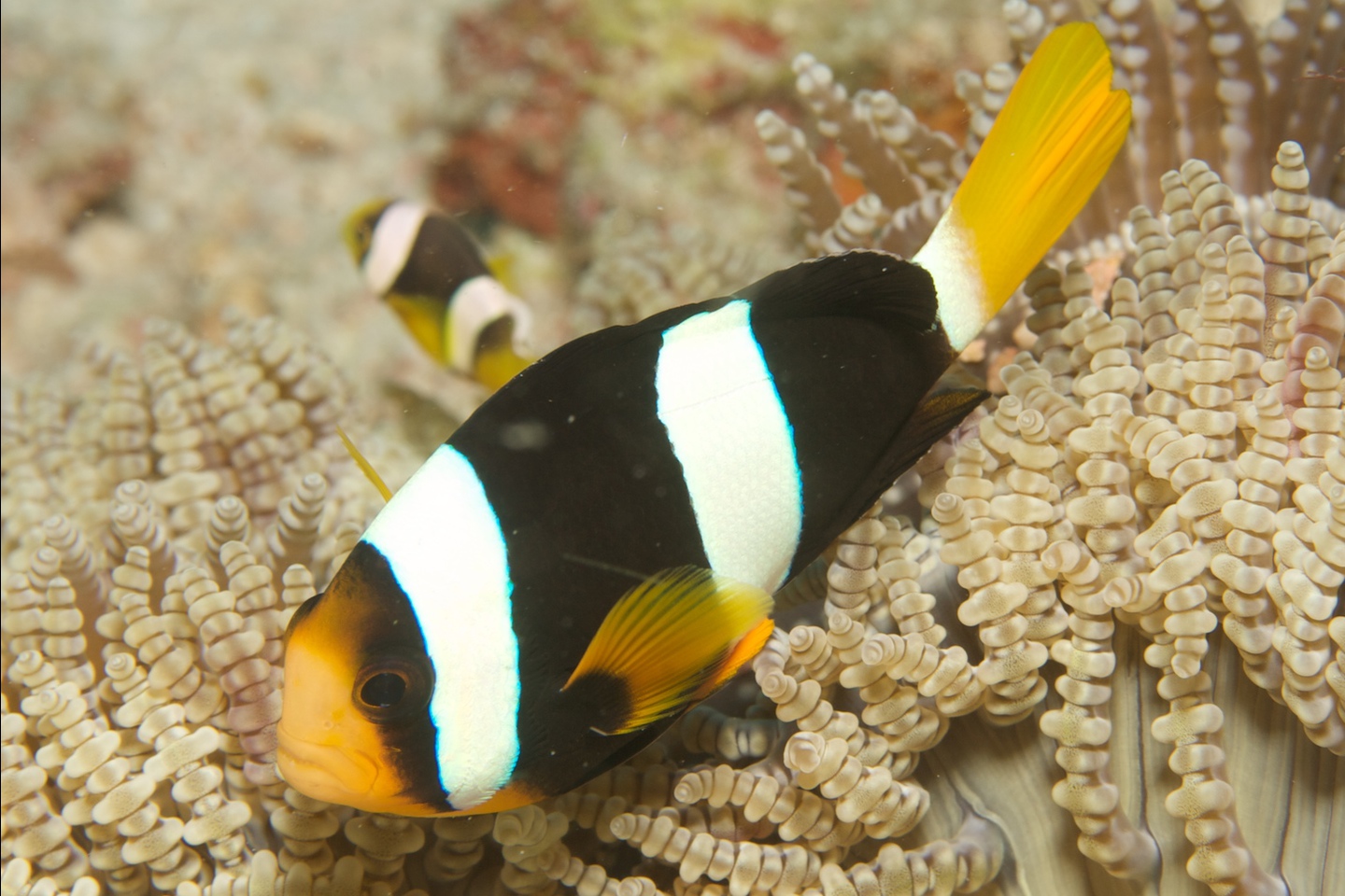 Yellowtail anemonefish