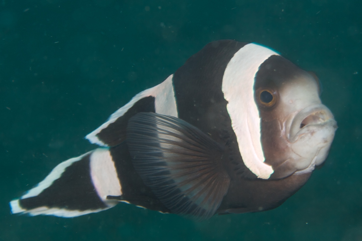 Saddleback clownfish