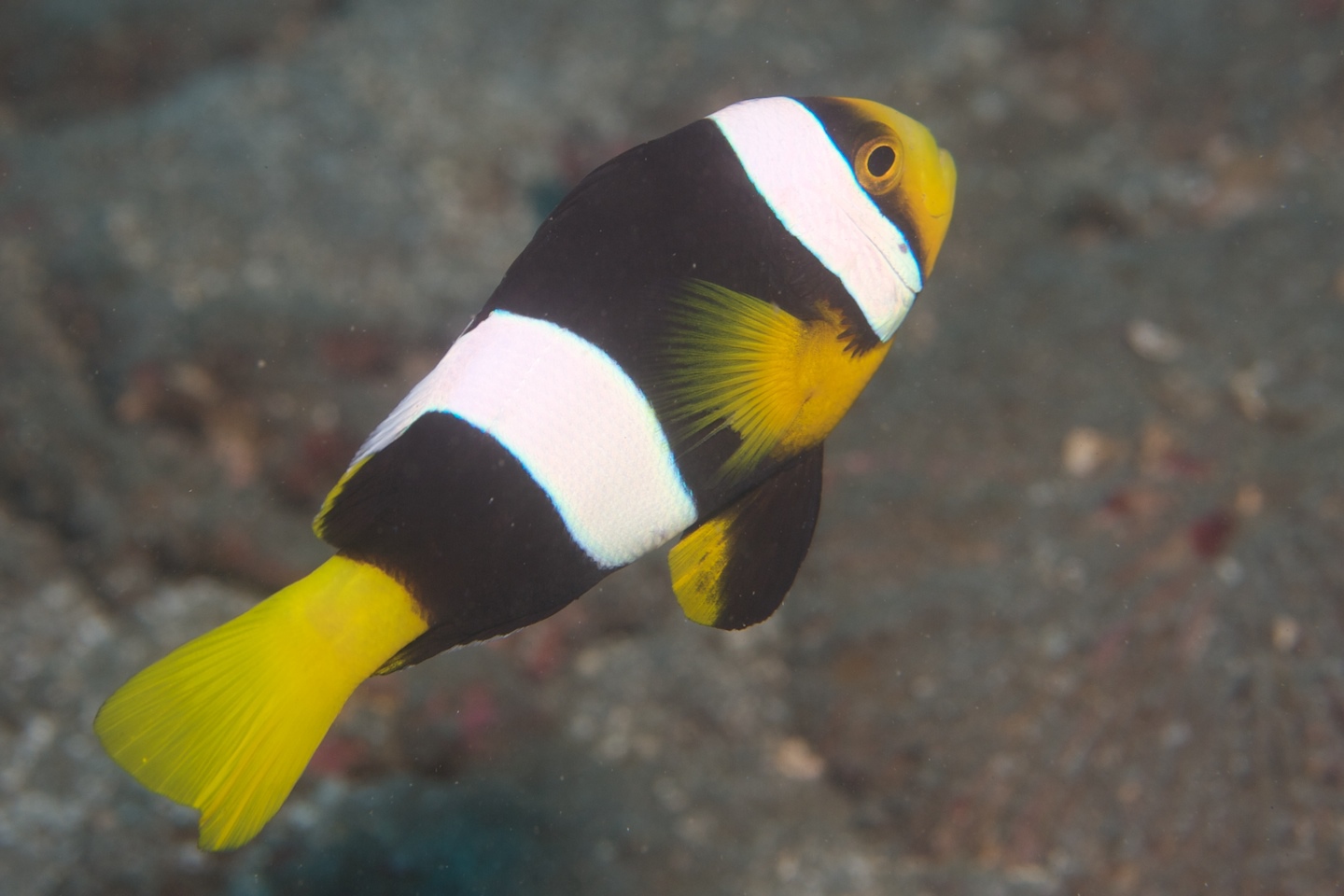 Sebae anemonefish