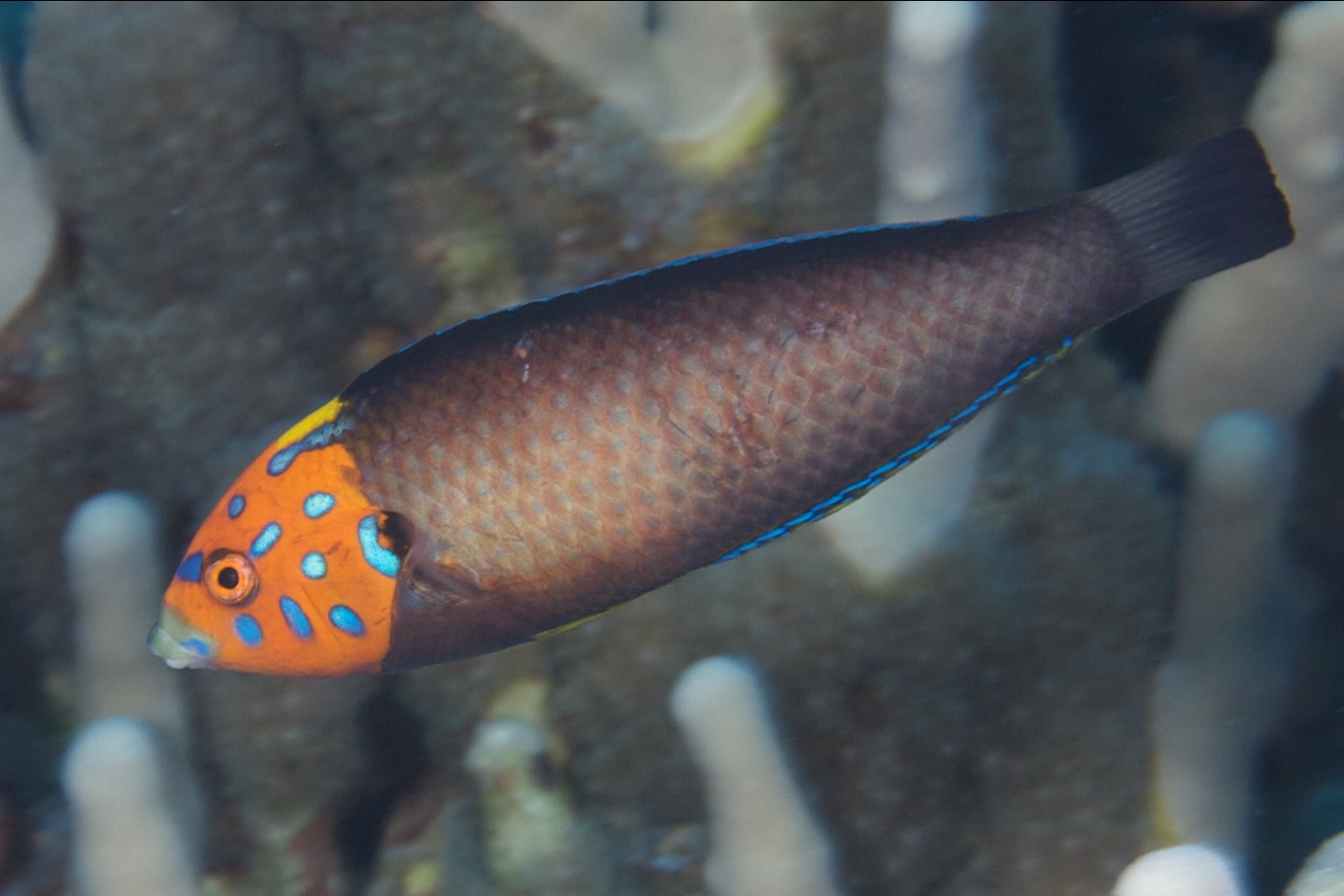 Psychedelic wrasse