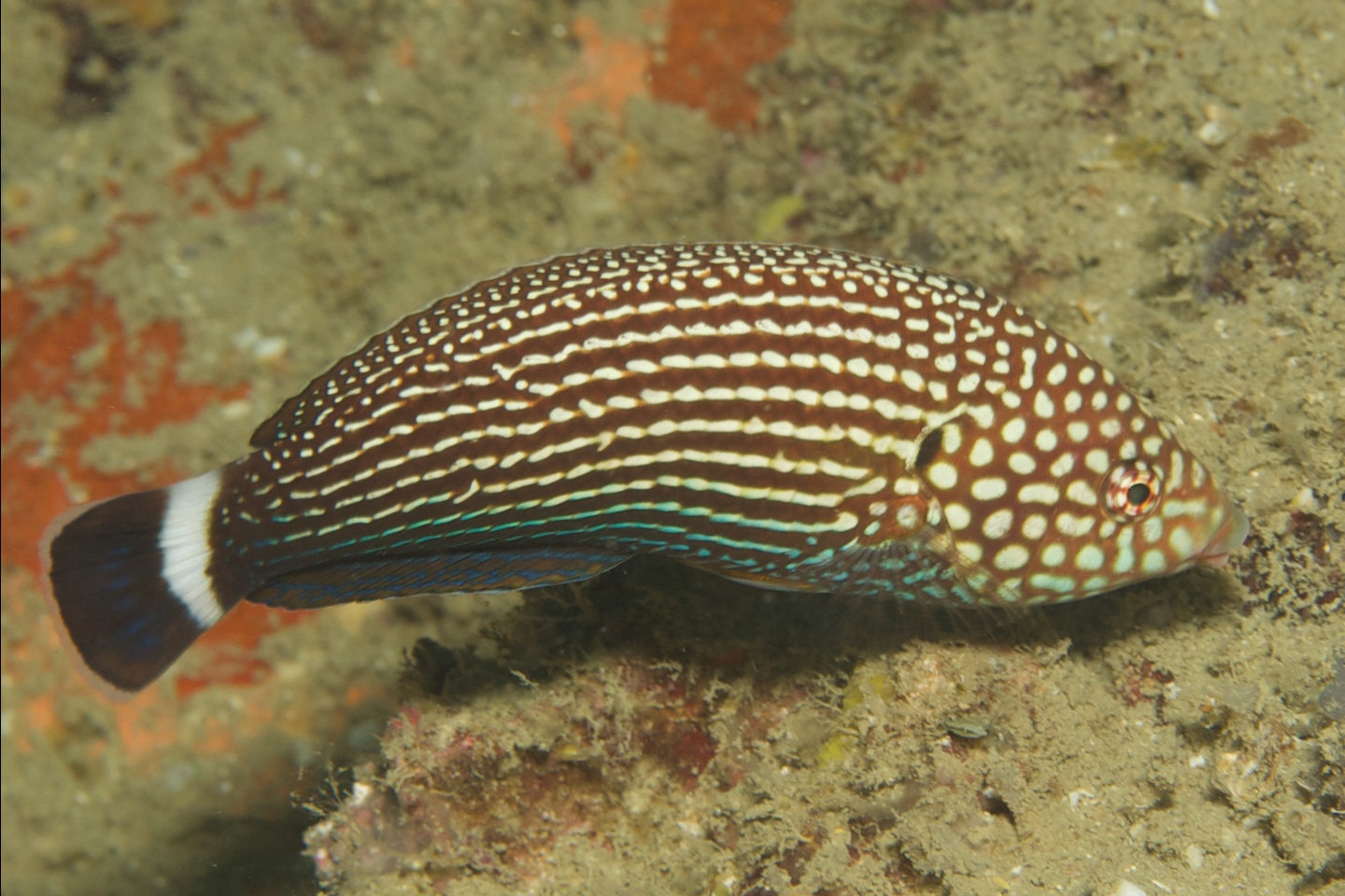 Lined wrasse