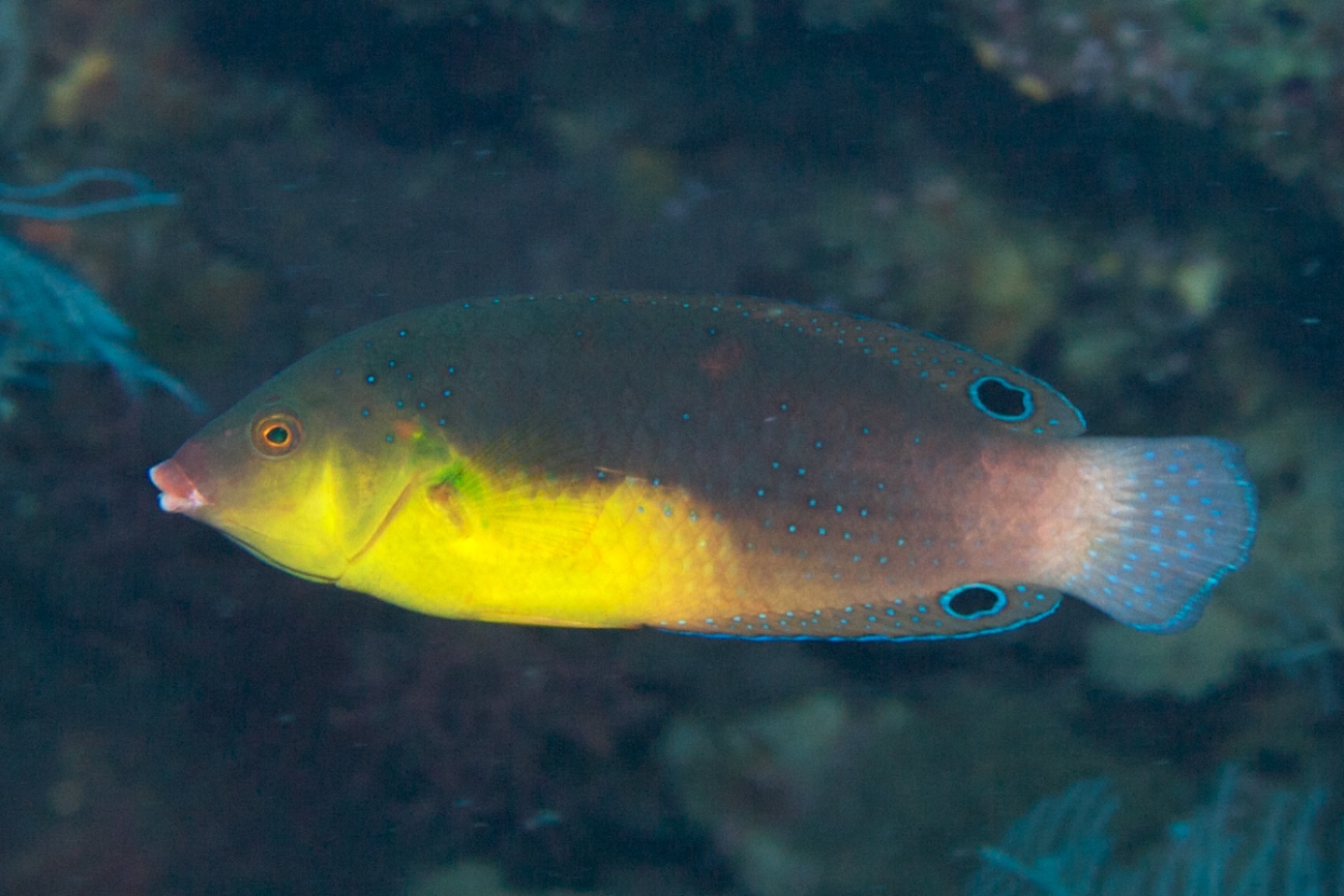 Yellow-breasted wrasse