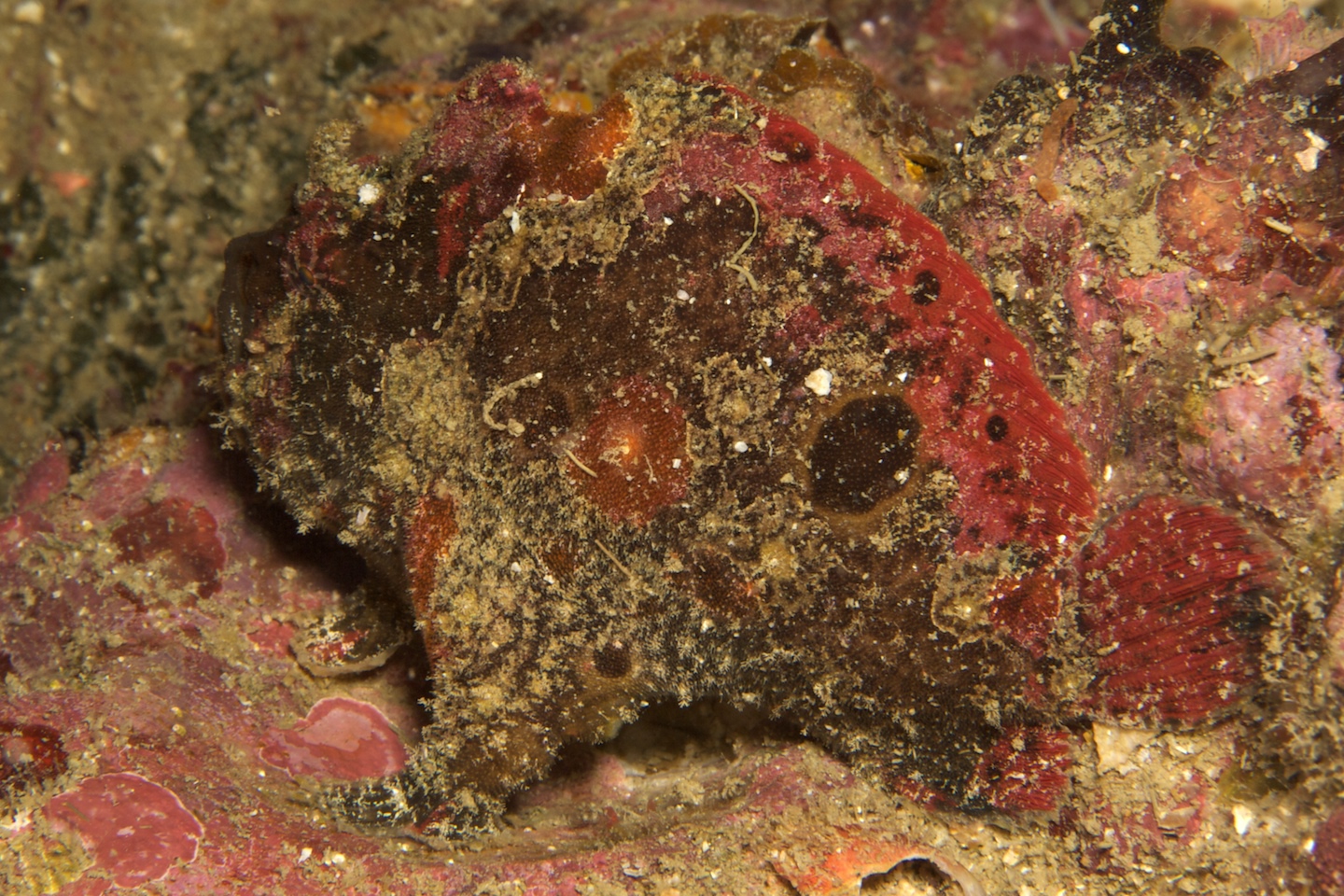 Freckled frogfish