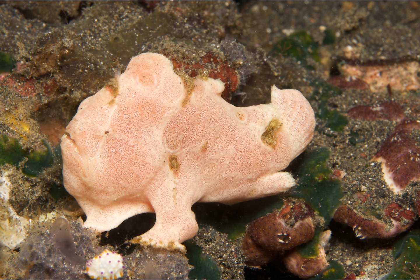 Commerson's frogfish