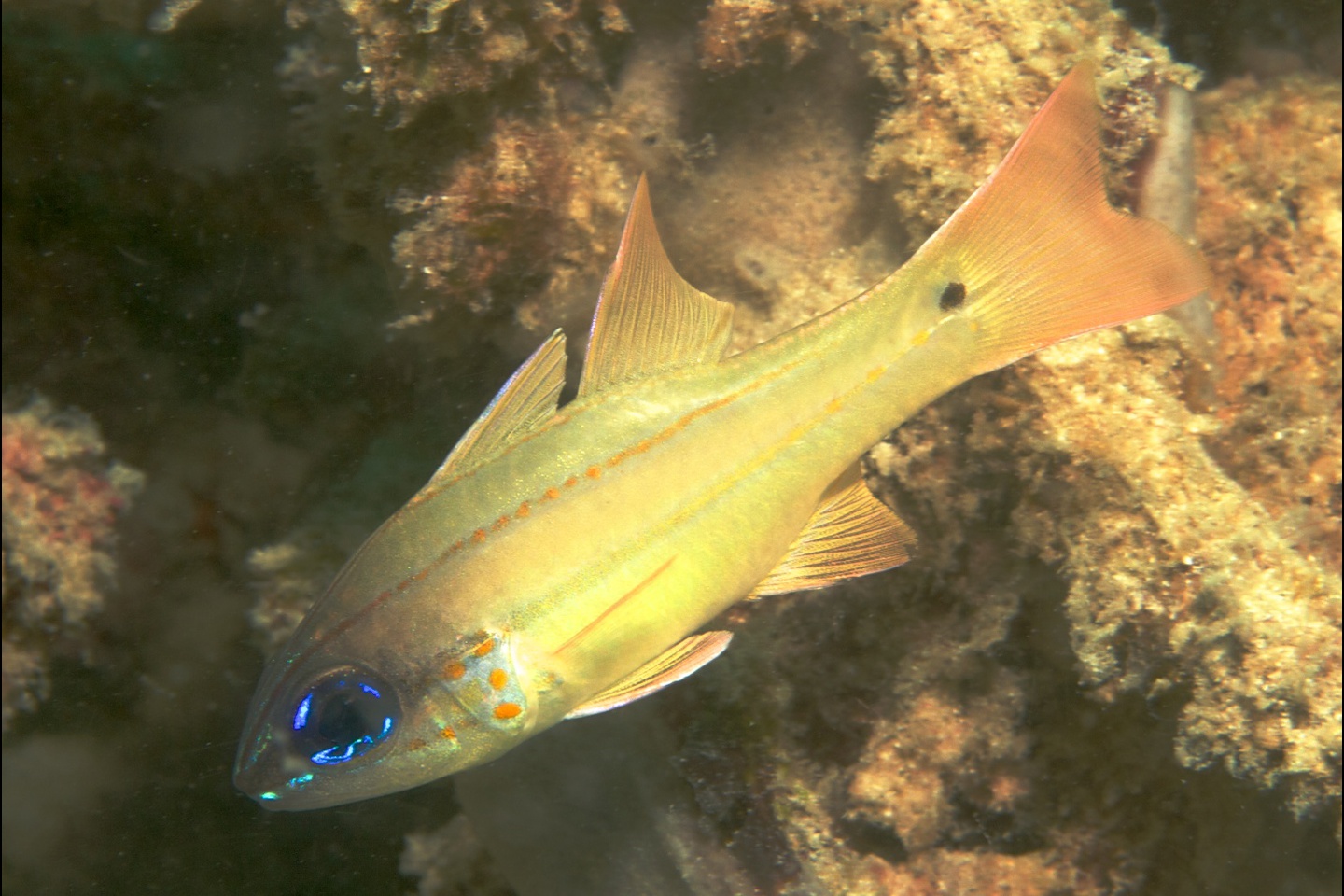 Spotgill cardinalfish