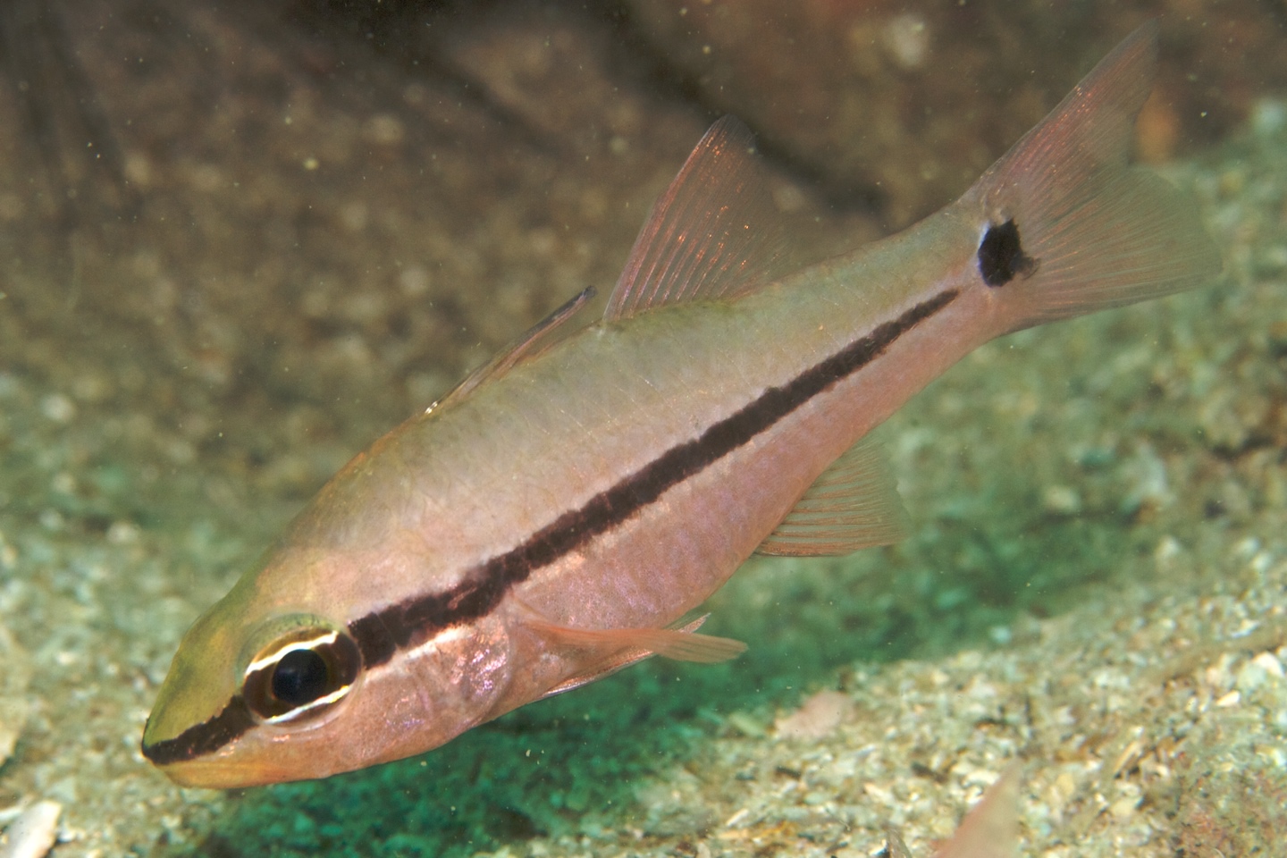 Spurcheek cardinalfish