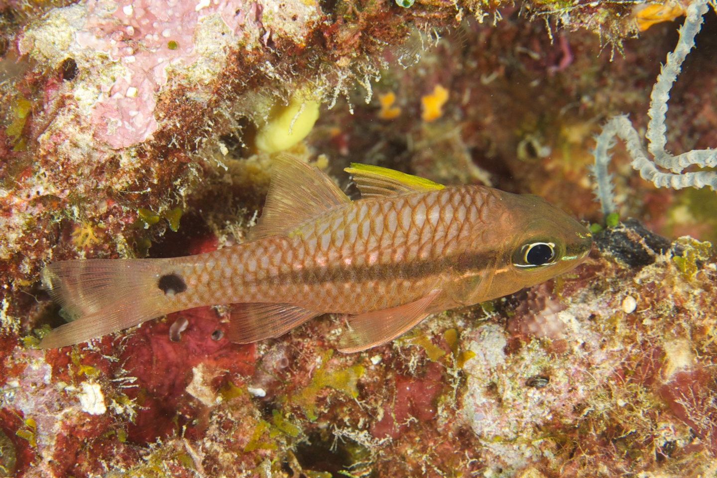 Iridescent cardinalfish