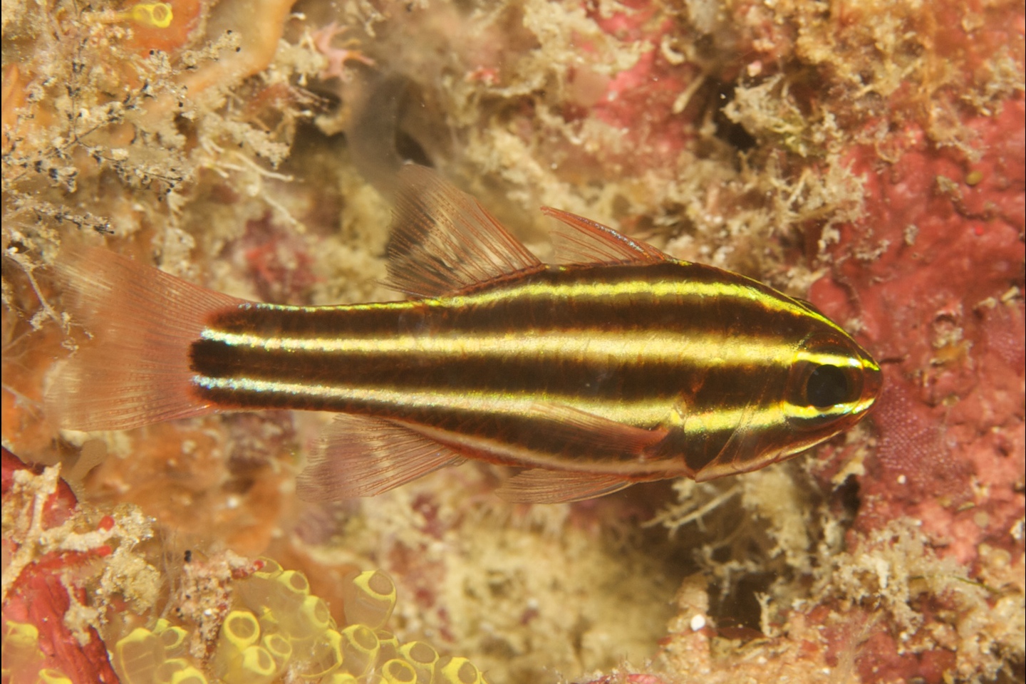Blackstripe cardinalfish
