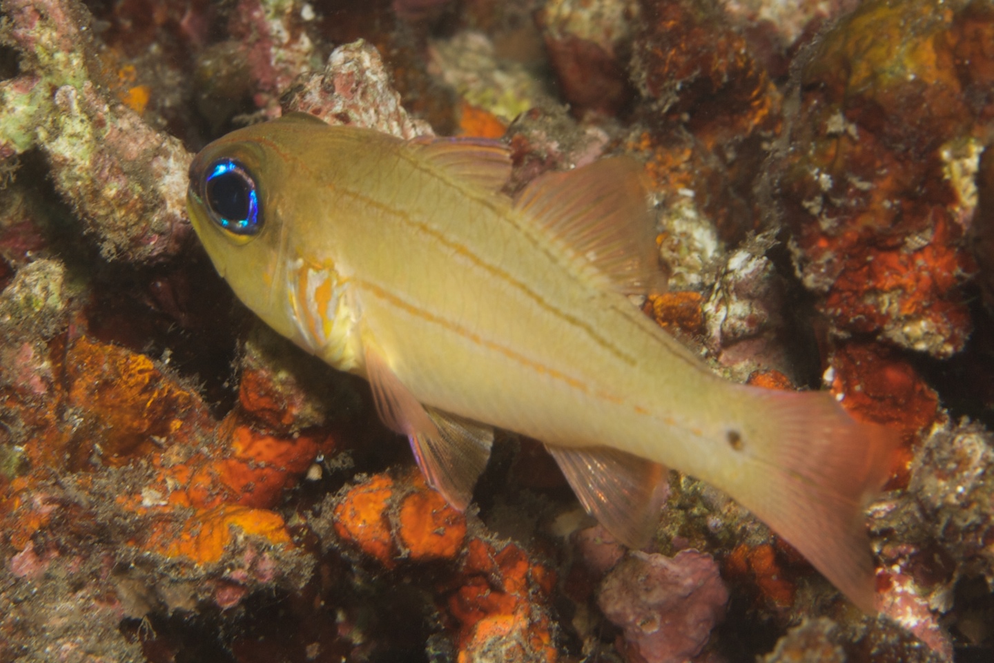 Bargill cardinalfish