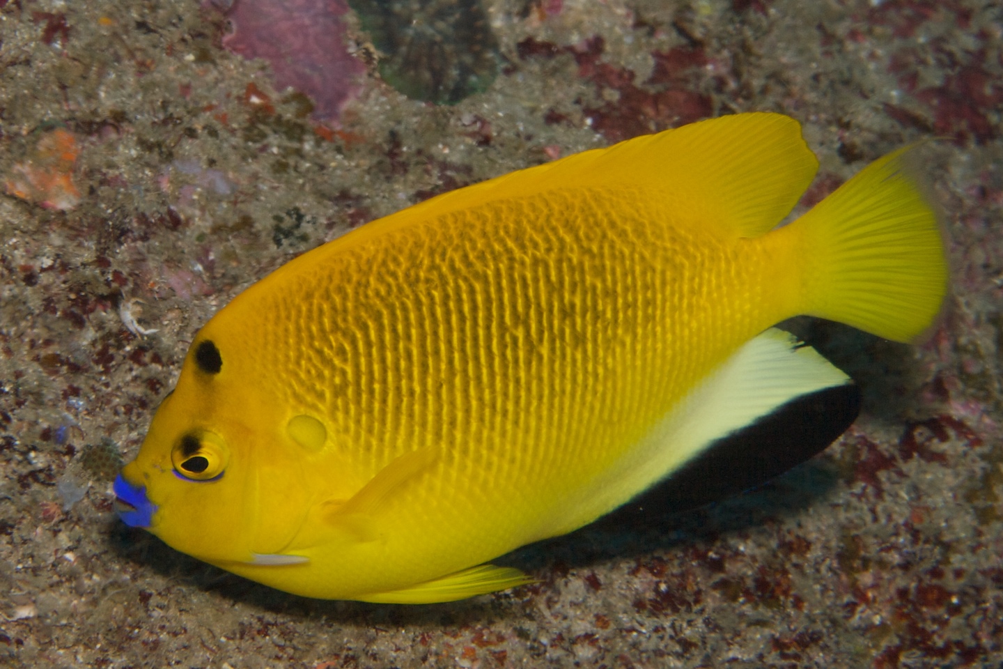 Three-spot angelfish