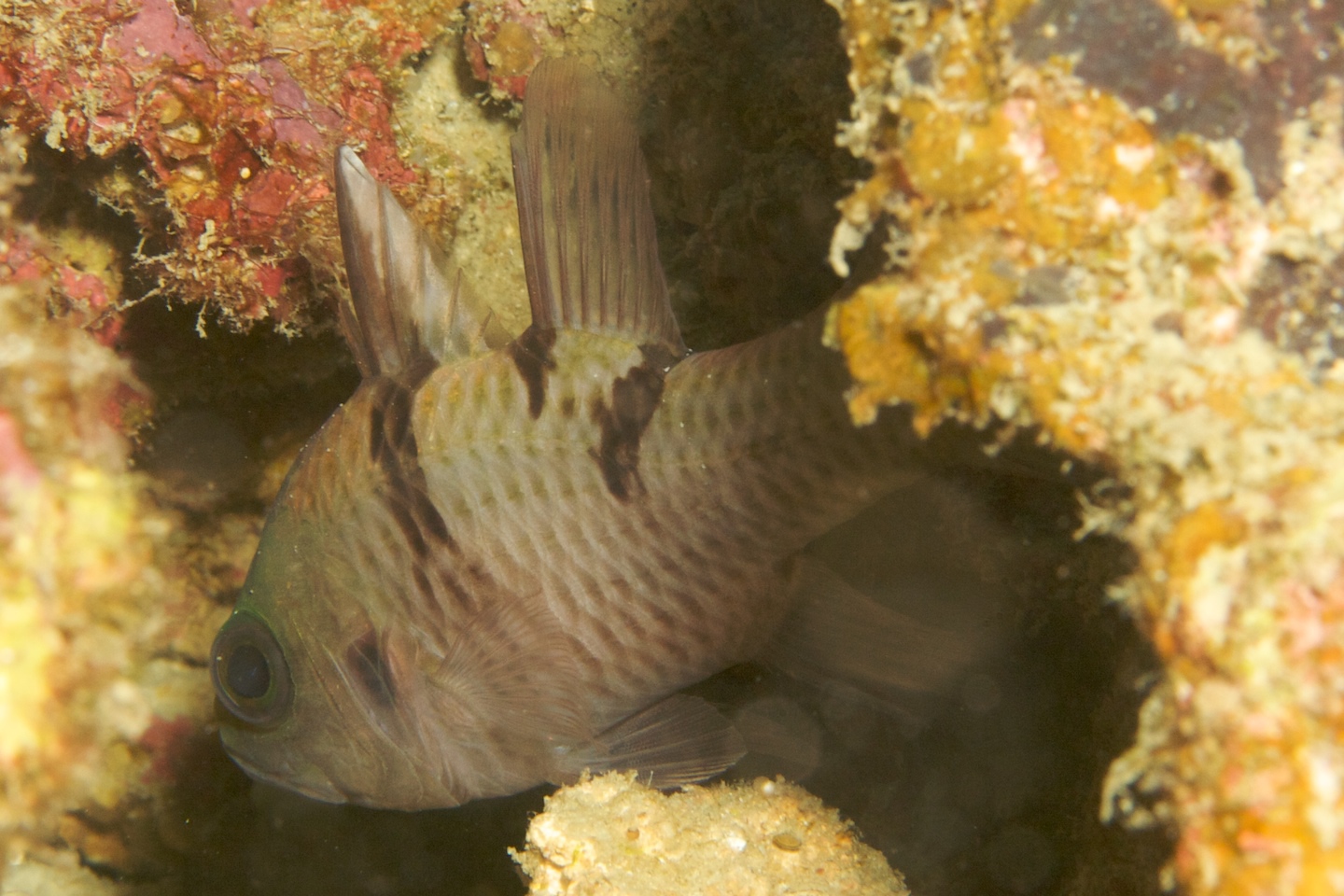Three-spot cardinalfish