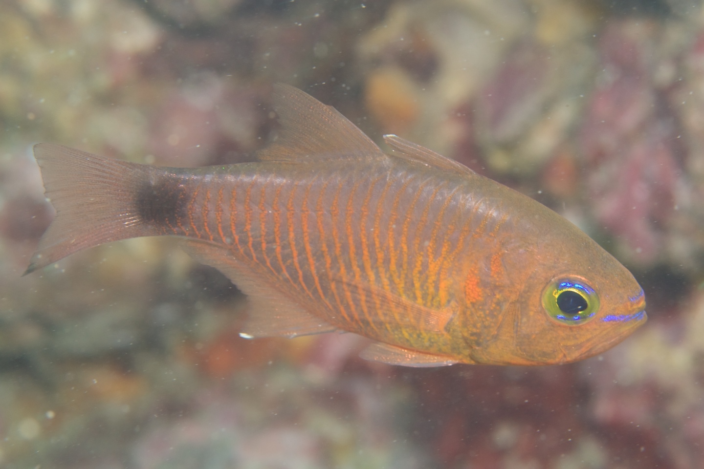 Orangelined cardinalfish