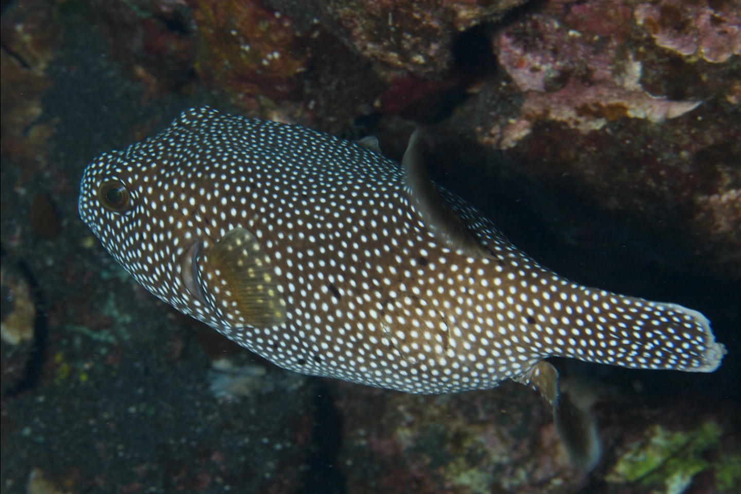 Spotted puffer