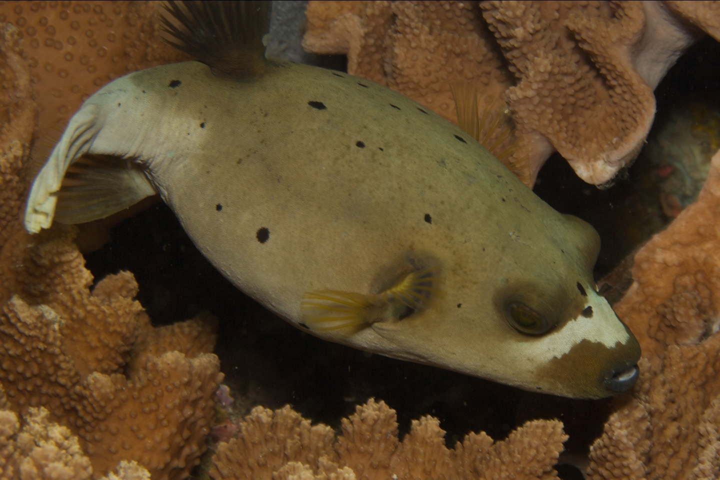 Black-spotted puffer