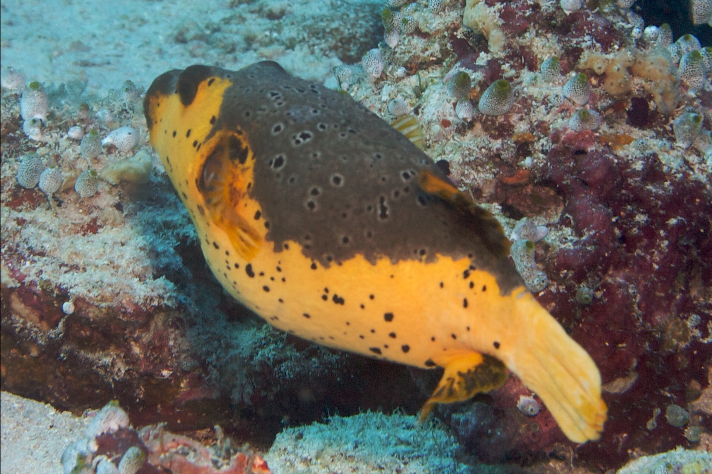 Black-spotted puffer