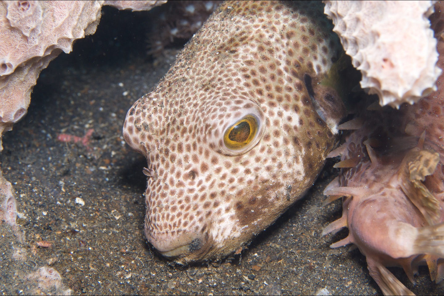 Starry toadfish