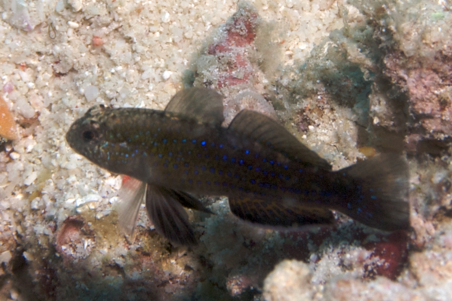 Blue-speckled rubble goby