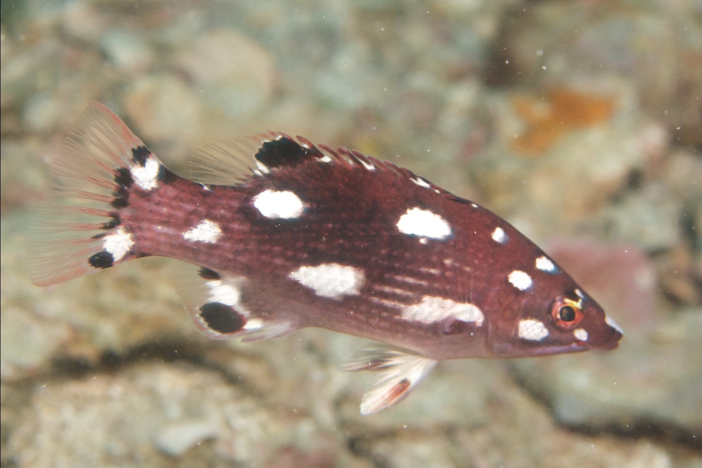 Axilspot hogfish
