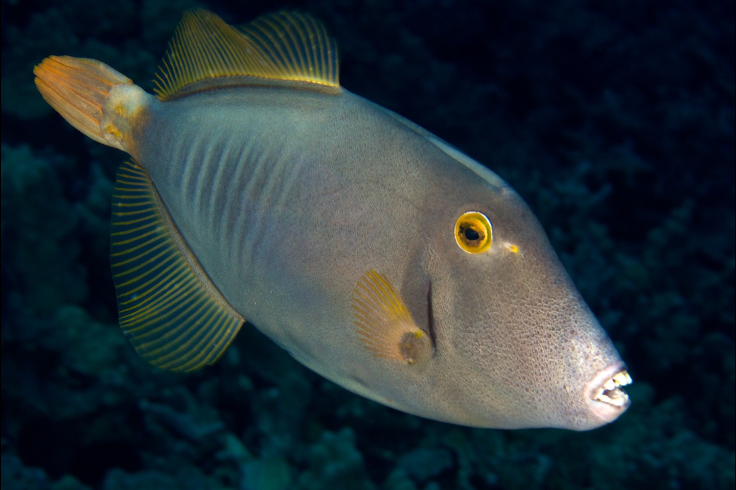 Barred filefish