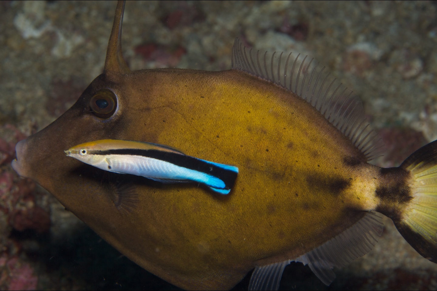 Spectacled filefish