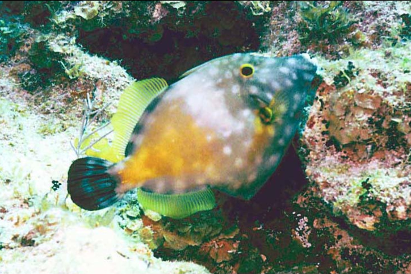 American whitespotted filefish