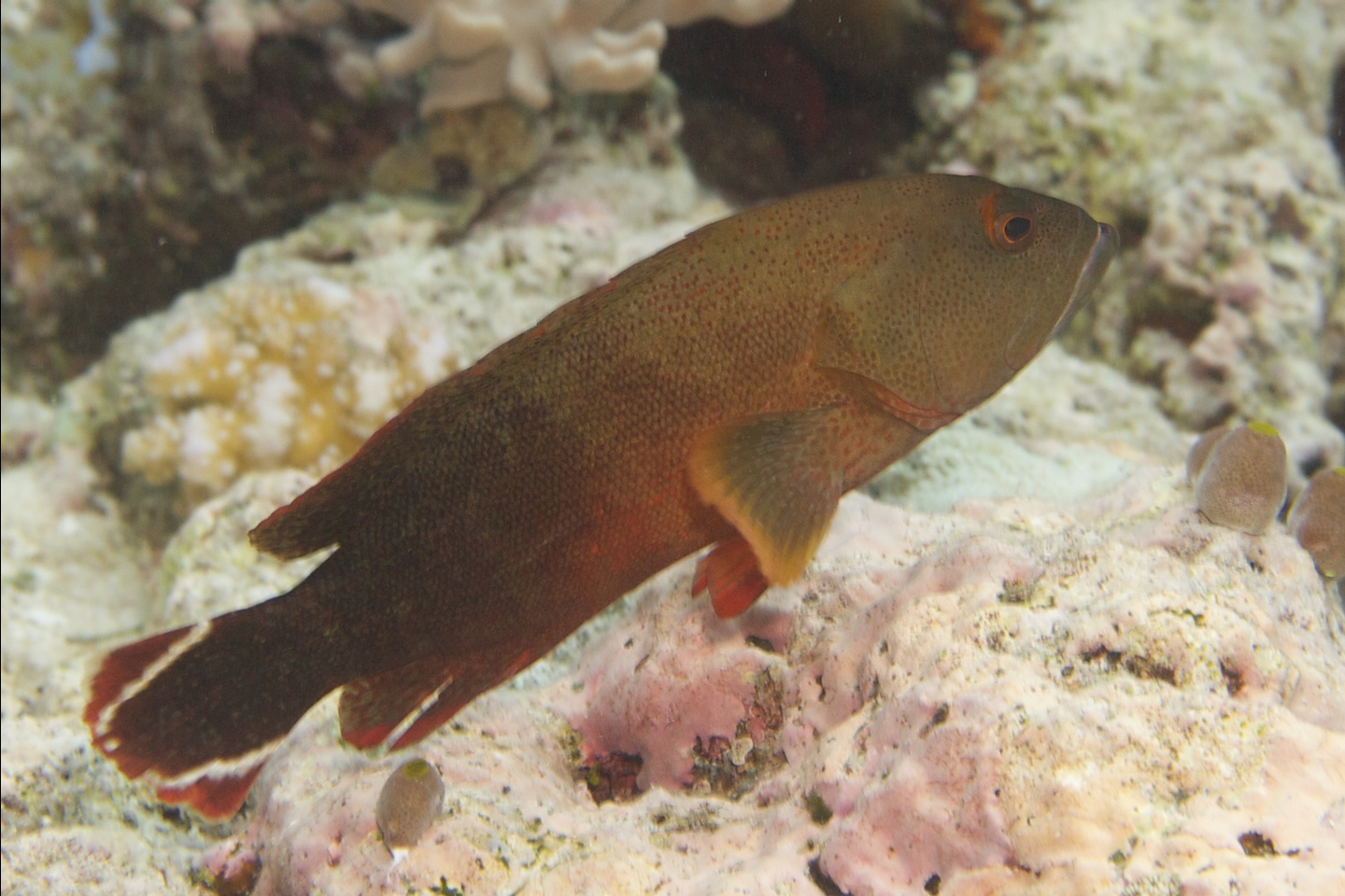 Flagtail grouper