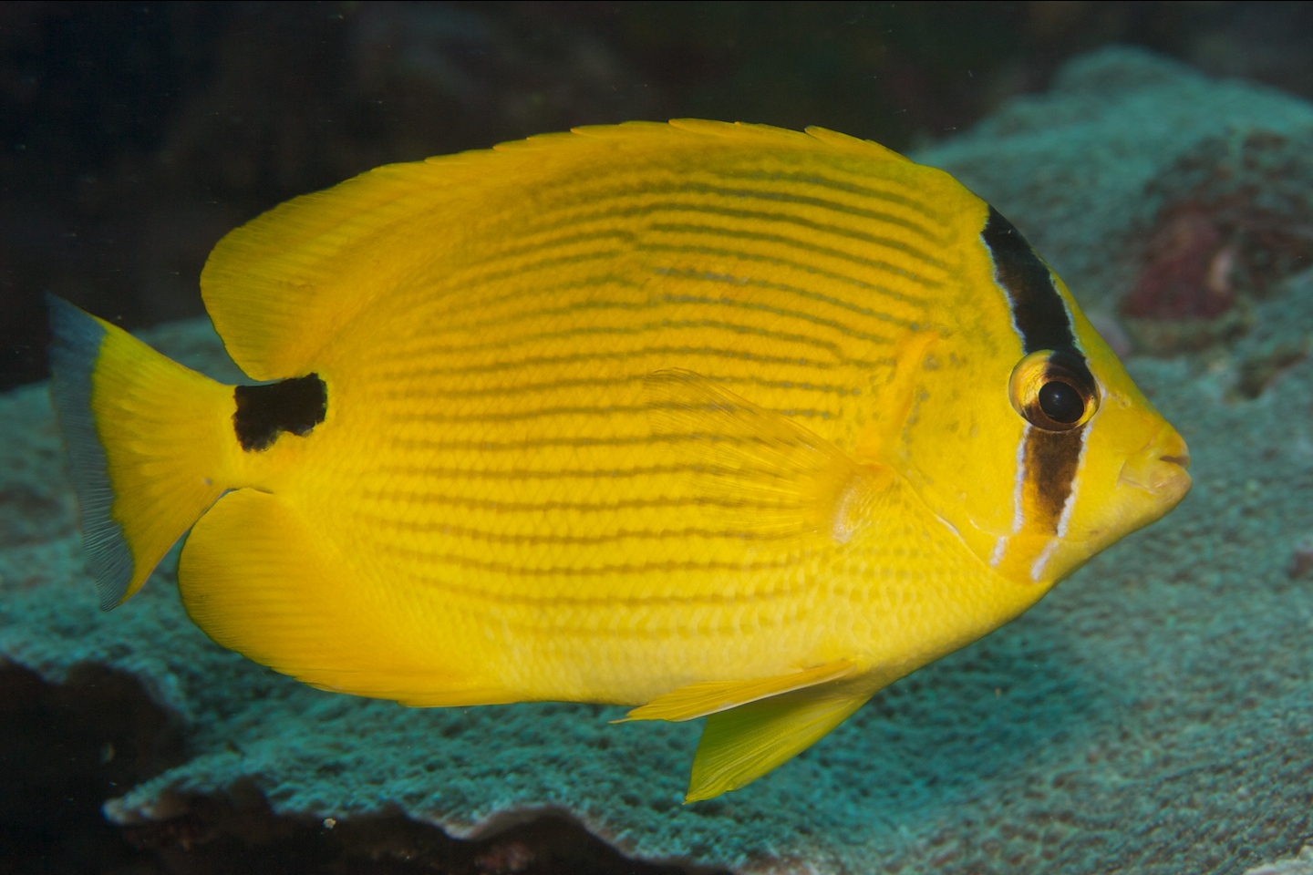 Andaman butterflyfish