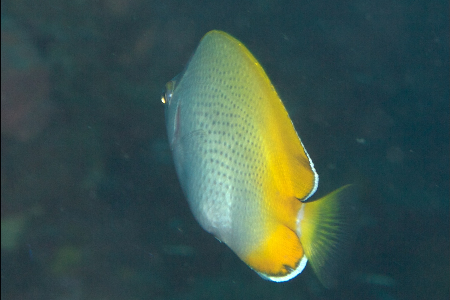 Yellowrimmed butterflyfish