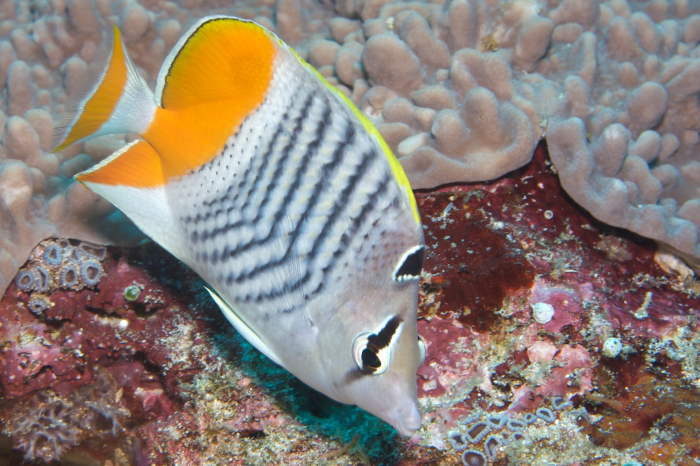 Madagascar butterflyfish